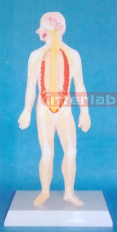 SMALL HUMAN SKELETAL NERVE SYSTEM MODEL